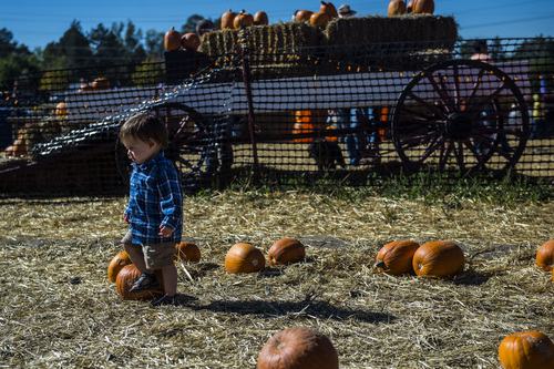 Chris Detrick  |  The Salt Lake Tribune
Maxwell Richey, 15 months, of Salt Lake City, looks at pumpkins at Wheeler Historic Farm Sunday October 19, 2014.