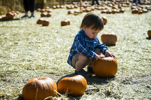 Chris Detrick  |  The Salt Lake Tribune
Maxwell Richey, 15 months, of Salt Lake City, looks at pumpkins at Wheeler Historic Farm Sunday October 19, 2014.