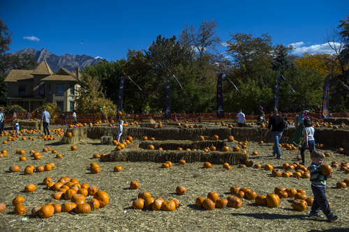 Chris Detrick  |  The Salt Lake Tribune
Families look at pumpkins at Wheeler Historic Farm Sunday October 19, 2014.