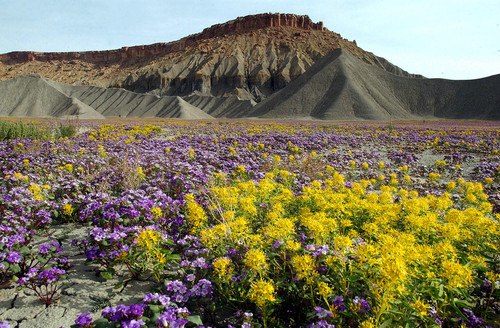 Tribune file photo

The desert areas of Wayne County near Hanksville are awash in color, due to an unusually wet spring in this 2005 file photo. The county has the lowest property taxes in Utah.