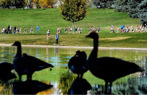 Scott Sommerdorf  |  The Salt Lake Tribune
The view from unimpressed geese as the girls' 4A race winds its way through Sugar House Park during the Utah State cross-country races held at Sugar House Park and Highland H.S., Wednesday, October 22, 2014.