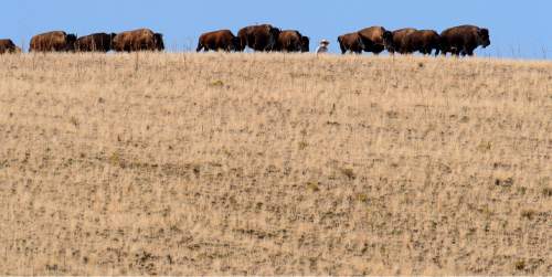 Trent Nelson  |  The Salt Lake Tribune
A rider drives bison during the annual bison roundup at Antelope Island State Park, Friday October 24, 2014.