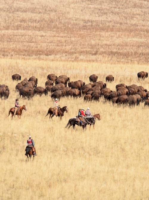 Trent Nelson  |  The Salt Lake Tribune
Riders drive bison during the annual bison roundup at Antelope Island State Park, Friday October 24, 2014.