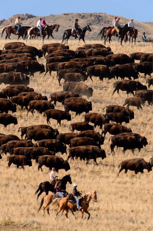 Trent Nelson  |  The Salt Lake Tribune
Riders drive bison during the annual bison roundup at Antelope Island State Park, Friday October 24, 2014.