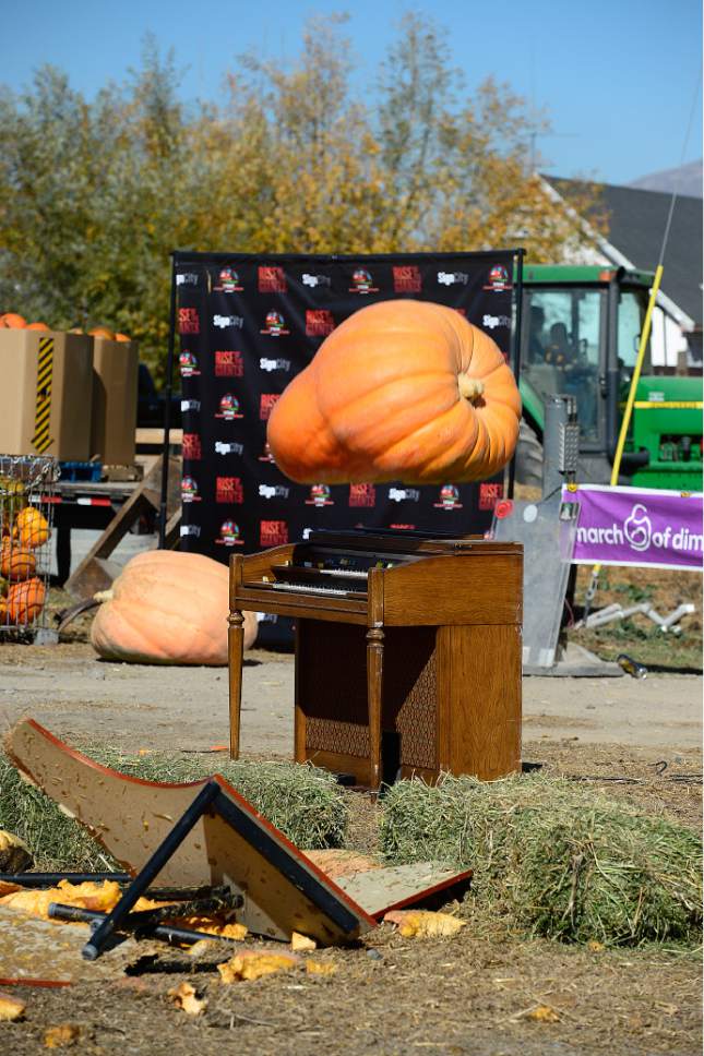 Scott Sommerdorf  |  The Salt Lake Tribune
A 300 pound pumpkin is dropped on an old organ at Hee Haw Farms in Pleasant Grove, Saturday, October 25, 2014. Hee Haw Farms and the Giant Pumpkin Growers have teamed up with the March of Dimes for the 6th Annual Giant Pumpkin Drop.