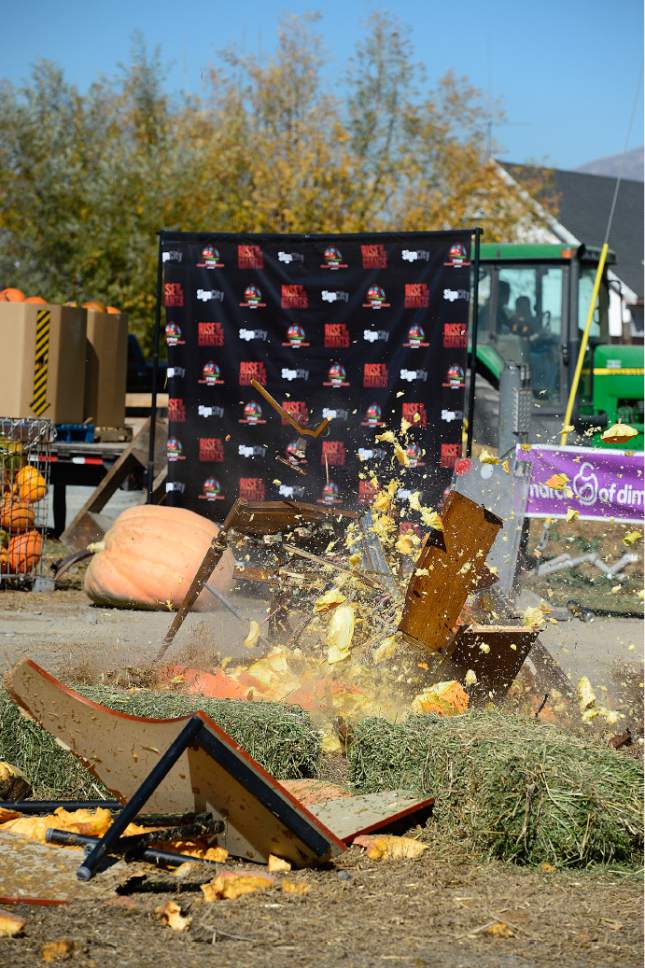 Scott Sommerdorf  |  The Salt Lake Tribune
A 300 pound pumpkin crushes an old organ at Hee Haw Farms in Pleasant Grove, Saturday, October 25, 2014. Hee Haw Farms and the Giant Pumpkin Growers have teamed up with the March of Dimes for the 6th Annual Giant Pumpkin Drop.