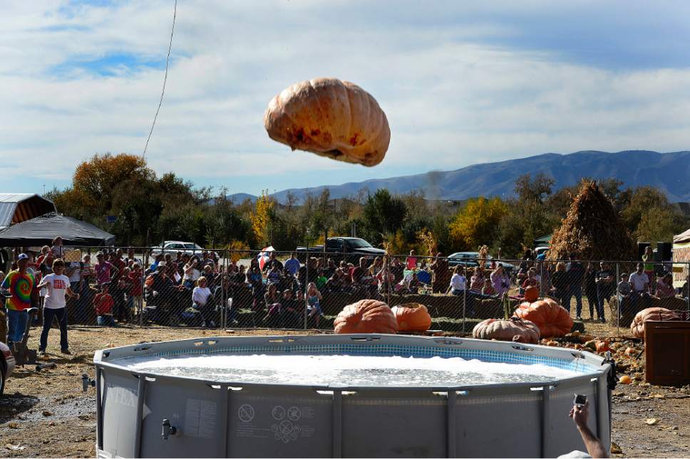 Scott Sommerdorf  |  The Salt Lake Tribune
Visitors watch as a huge pumpkin is about to fall into a pool of soapy water  at Hee Haw Farms in Pleasant Grove on Saturday. Hee Haw Farms and the Giant Pumpkin Growers have teamed up with the March of Dimes for the 6th Annual Giant Pumpkin Drop.
