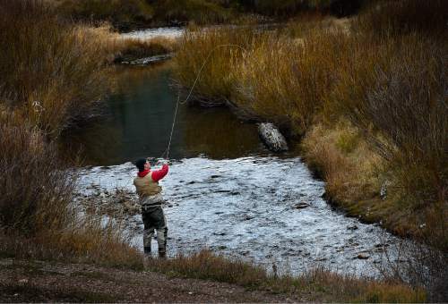 Scott Sommerdorf  |  The Salt Lake Tribune
A fly fisherman tries his luck on a stream in Big Cottonwood Canyon, Sunday, October 26, 2014.