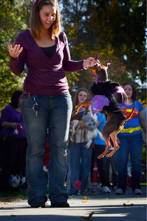 Scott Sommerdorf  |  The Salt Lake Tribune
Cooper the min-pin jumps up during the parade before the judges at the Howl-o-Ween dog costume contest at the final day of the Salt Lake City Summer Farmers Market, Saturday, October 25, 2014.