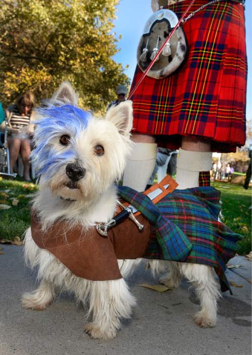 Scott Sommerdorf  |  The Salt Lake Tribune
Hamish, owned by Sean Leslie, was the Best of Show winner at the Howl-o-Ween dog costume contest at the final day of the Salt Lake City Summer Farmers Market, Saturday, October 25, 2014.