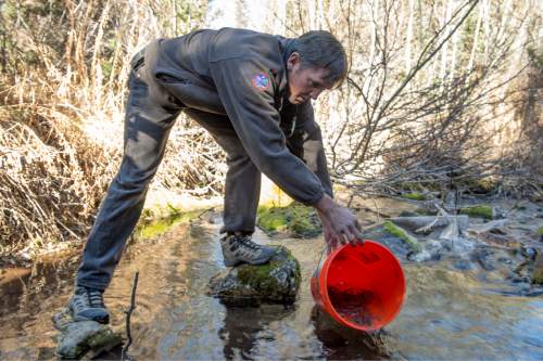 Rick Egan  |  The Salt Lake Tribune

Mike Slater releases native Bonneville cutthroat trout into a stream in upper Millcreek.  Division of Wildlife Resources DWR biologists released approximately 3,000 native Bonneville cutthroat in Mill Creek in Mill Creek Canyon,Wednesday, October 29, 2014.