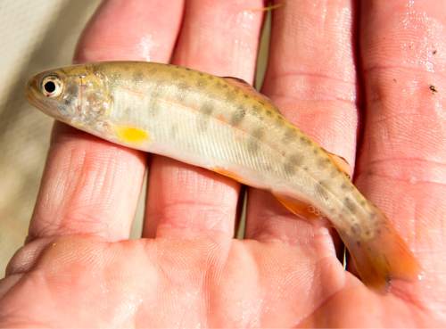 Rick Egan  |  The Salt Lake Tribune

A native Bonneville cutthroat trout was one of more than 3000. released into  Mill Creek in Mill Creek Canyon, Wednesday, October 29, 2014.