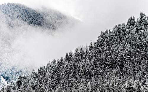 Trent Nelson  |  The Salt Lake Tribune
Snow and fog on the trees in Big Cottonwood Canyon, Sunday November 2, 2014.