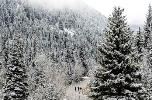 Trent Nelson  |  The Salt Lake Tribune
Hikers in a snow-frosted landscape near Jordan Pines in Big Cottonwood Canyon, Sunday November 2, 2014.