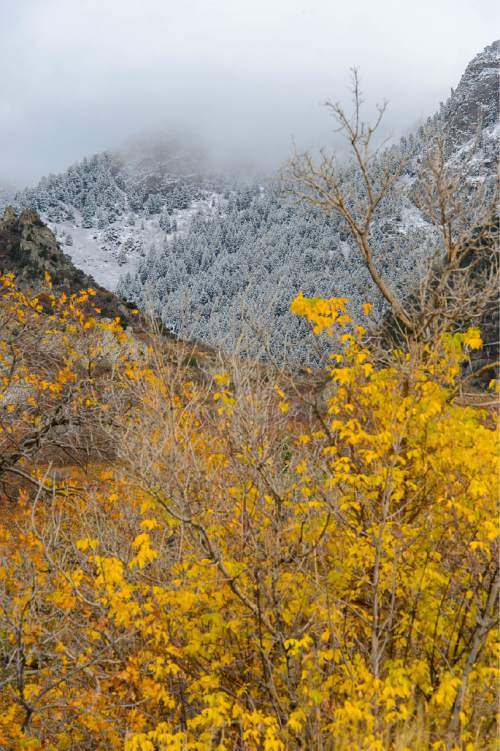 Trent Nelson  |  The Salt Lake Tribune
Autumn leaves at the mouth of Big Cottonwood Canyon contrast with a dusting of snow on the mountaintops farther up, Sunday November 2, 2014.
