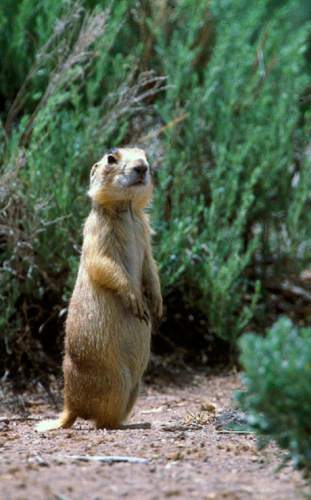 The Associated Press
In this undated photo released by Forest Guardians, a prairie dog looks around in southwestern Utah.  A federal judge has rejected the U.S. government's claim for protecting the rodent.