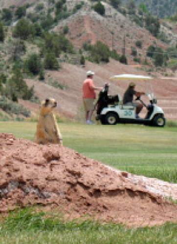 A prairie dog stands on a dirt mound as golfers play a round at the Cedar Ridge Golf Course in Cedar City, Utah. A federal judge has rejected the U.S. government's claim for protecting the rodent. (AP Photo/Mike Stark)