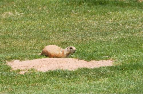 Tribune file photo
A federal judge has rejected the U.S. government's claim for protecting Utah prairie dogs.