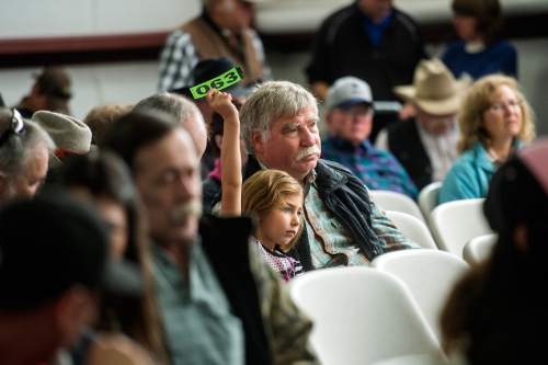 Chris Detrick  |  The Salt Lake Tribune
George Hansen and his granddaughter Abi Hansen, 5, of Midway, bid on a bison during the 10th annual Antelope Island live bison auction Saturday November 8, 2014. Over 200 bison were auctioned today.