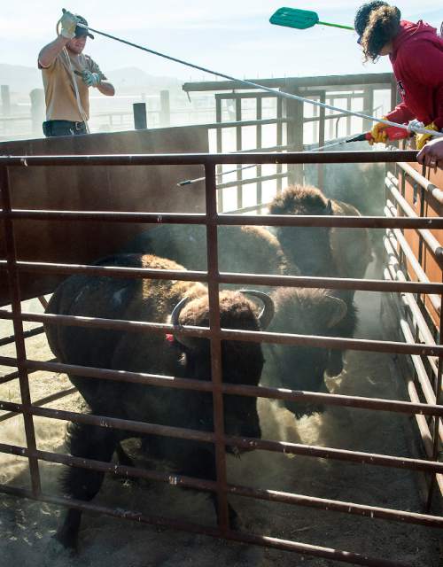 Chris Detrick  |  The Salt Lake Tribune
Two-year old bison are corralled into a truck trailer during the 10th annual Antelope Island live bison auction Saturday November 8, 2014. Over 200 bison were auctioned today.