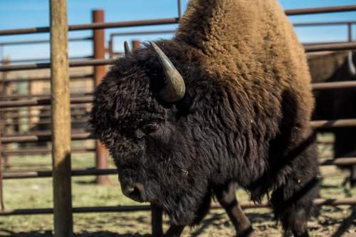 Chris Detrick  |  The Salt Lake Tribune
A bison waits to be loaded into a trailer during the 10th annual Antelope Island live bison auction Saturday November 8, 2014. Over 200 bison were auctioned today.