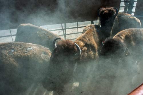 Chris Detrick  |  The Salt Lake Tribune
Two-year old bison are corralled into a truck trailer during the 10th annual Antelope Island live bison auction Saturday November 8, 2014. Over 200 bison were auctioned today.