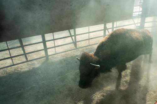 Chris Detrick  |  The Salt Lake Tribune
A two-year old bison is corralled into a truck trailer during the 10th annual Antelope Island live bison auction Saturday November 8, 2014. Over 200 bison were auctioned today.