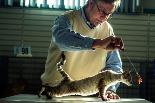 Chris Detrick  |  The Salt Lake Tribune
All breeds judge Jeff Janzen, of Kansas, judges Opal, a female Devon Rex Grand Champion, during the cat show at the Utah State Fairpark on Saturday. Utah Cat Fanciers and Utah Purebred Cat Fanciers are sponsoring a CFA licensed cat show. Some of the breeds scheduled to attend include Abyssinians, Balinese-Javanese, Devon Rex, Siamese, British Shorthair, Maine Coon, Sphynx and household pets. The show continues Sunday from 9 a.m.-4 p.m. and is open to the public. Admission is $5 for adults, $3 for children and seniors.