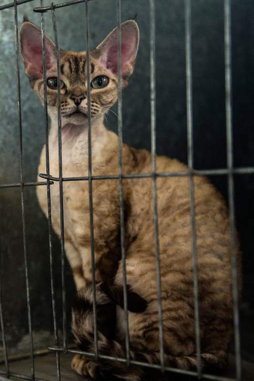 Chris Detrick  |  The Salt Lake Tribune
Opal, a female Devon Rex Grand Champion, waits to be judged, during the cat show at the Utah State Fairpark Saturday November 8, 2014. Utah Cat Fanciers and Utah Purebred Cat Fanciers are sponsoring a CFA licensed cat show. Some of the breeds scheduled to attend include Abyssinians, Balinese-Javanese, Devon Rex, Siamese, British Shorthair, Maine Coon, Sphynx and household pets. The show continues Sunday from 9 a.m.-4 p.m. and is open to the public. Admission is $5 for adults, $3 for children and seniors.