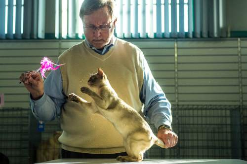 Chris Detrick  |  The Salt Lake Tribune
All breeds judge Jeff Janzen, of Kansas, looks at  a female European Burmese during the cat show at the Utah State Fairpark Saturday November 8, 2014. Utah Cat Fanciers and Utah Purebred Cat Fanciers are sponsoring a CFA licensed cat show. Some of the breeds scheduled to attend include Abyssinians, Balinese-Javanese, Devon Rex, Siamese, British Shorthair, Maine Coon, Sphynx and household pets. The show continues Sunday from 9 a.m.-4 p.m. and is open to the public. Admission is $5 for adults, $3 for children and seniors.