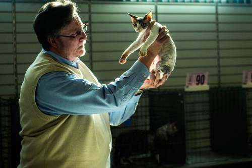 Chris Detrick  |  The Salt Lake Tribune
All breeds judge Jeff Janzen, of Kansas, judges a cat during the cat show at the Utah State Fairpark Saturday November 8, 2014. Utah Cat Fanciers and Utah Purebred Cat Fanciers are sponsoring a CFA licensed cat show. Some of the breeds scheduled to attend include Abyssinians, Balinese-Javanese, Devon Rex, Siamese, British Shorthair, Maine Coon, Sphynx and household pets. The show continues Sunday from 9 a.m.-4 p.m. and is open to the public. Admission is $5 for adults, $3 for children and seniors.