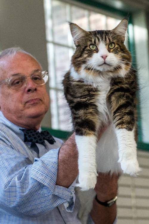 Photo gallery Cat show purrs at the Utah State Fairpark, continues