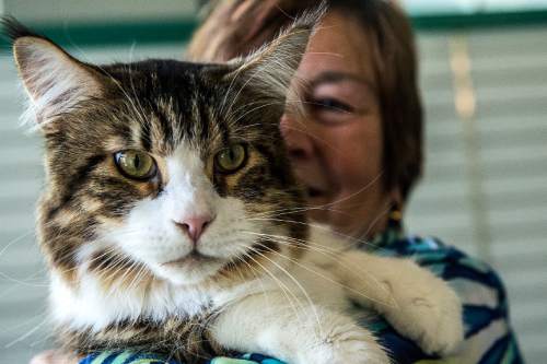 Chris Detrick  |  The Salt Lake Tribune
Trudie Allen, of Ft. Collins, Colo., holds her cat Trutails MacGyver, 3, a  Grand Premier Maine Coon, during the cat show at the Utah State Fairpark Saturday November 8, 2014. Utah Cat Fanciers and Utah Purebred Cat Fanciers are sponsoring a CFA licensed cat show. Some of the breeds scheduled to attend include Abyssinians, Balinese-Javanese, Devon Rex, Siamese, British Shorthair, Maine Coon, Sphynx and household pets. The show continues Sunday from 9 a.m.-4 p.m. and is open to the public. Admission is $5 for adults, $3 for children and seniors.