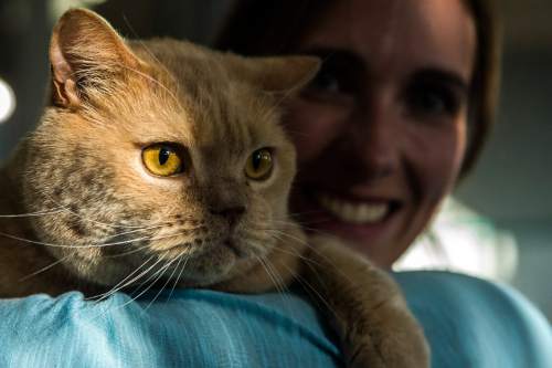 Chris Detrick  |  The Salt Lake Tribune
Mollie Shutt, of Sandy, holds her cat Puff, 6, a British Shorthair during the cat show at the Utah State Fairpark Saturday November 8, 2014. Utah Cat Fanciers and Utah Purebred Cat Fanciers are sponsoring a CFA licensed cat show. Some of the breeds scheduled to attend include Abyssinians, Balinese-Javanese, Devon Rex, Siamese, British Shorthair, Maine Coon, Sphynx and household pets. The show continues Sunday from 9 a.m.-4 p.m. and is open to the public. Admission is $5 for adults, $3 for children and seniors.