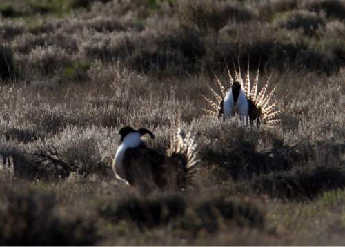 Rick Egan  | The Salt Lake Tribune 

Gunnison sage-grouse, strut on a lek near Monticello, Utah, Wednesday, March 22, 2012.