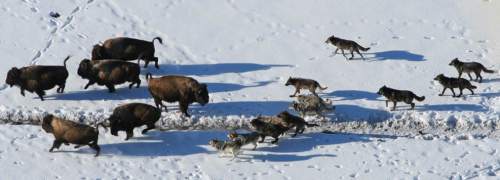 Daniel Stahler  |  Courtesy of NPS

Utah State University and Yellowstone National Park scientists have shown that wolves in large packs cooperate to capture their most formidable prey: bison. In a paper published Nov. 12, 2014, in PLOS ONE, the researchers discuss the cooperative behavior of wolves hunting bison.