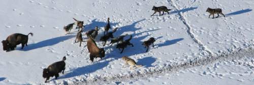 Daniel Stahler  |  Courtesy of NPS

Utah State University and Yellowstone National Park scientists say large wolf packs are more cooperative during hunts of their largest, most difficult prey: bison. In a paper published Nov. 12, 2014, in PLOS ONE, the researchers discuss the cooperative behavior of wolves hunting bison.