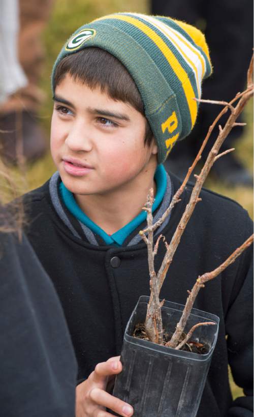 Rick Egan  |  The Salt Lake Tribune

Orlando Gomez prepares to plan a tree at Pacific Heritage Academy, 
Friday, November 14, 2014