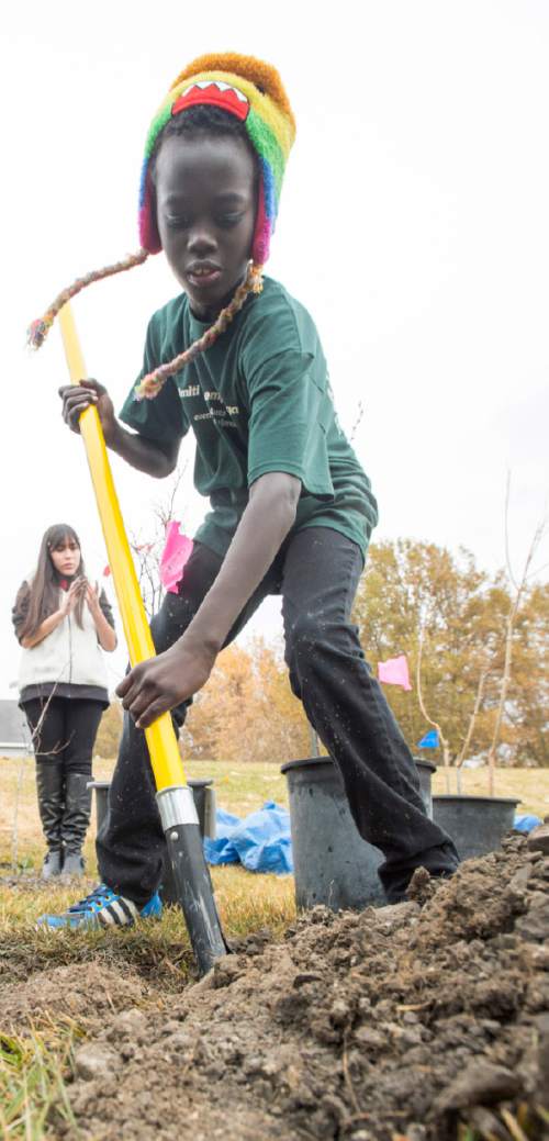 Rick Egan  |  The Salt Lake Tribune

Hans Manase  digs a hole to plant a tree with other 7th grade students at Pacific Heritage Academy, Friday, November 14, 2014