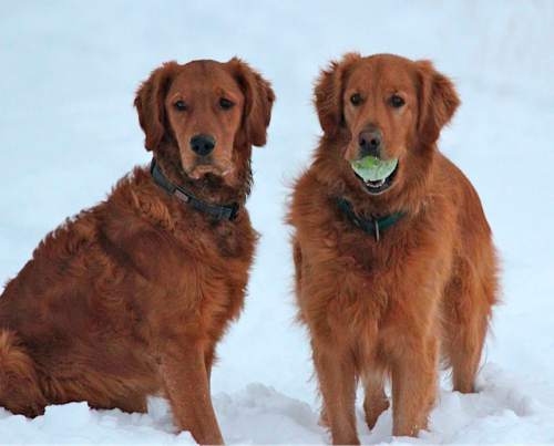 Proposal to name golden retriever Utah's official 'state ...