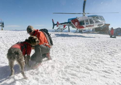 Al Hartmann  |  The Salt Lake Tribune
UDOT avalanche dog Elbert and handler Matt McKee get ready to board rescue helicopter at the top of the tram at Snowbird Friday November 21.  Unified Police Department presented a multi-agency training to better prepare emergency dispatchers with the winter season and the calls they receive concerning avalanches. They also saw a live demonstration with Life Flight and AirMed helicopters loading avalanche rescue dogs from UDOT and Snowbird Ski Patrol on and off helicopters.