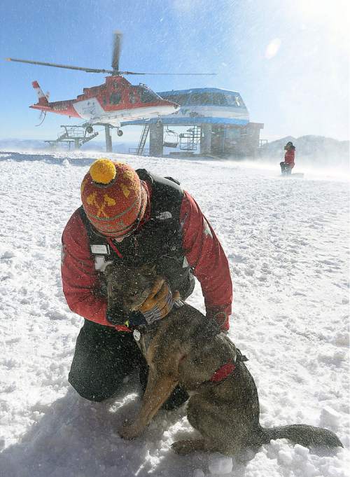 Al Hartmann  |  The Salt Lake Tribune
Snowbird Ski Patrolman Travis Hinkle shields his avalanche rescue dog's face from blowing snow as rescue helicopter makes a landing at the top of the tram at Snowbird Friday November 21.  His dog is named Marty. Unified Police Department presented a multi-agency training to better prepare emergency dispatchers with the winter season and the calls they receive concerning avalanches. They also saw a live demonstration with Life Flight and AirMed helicopters loading avalanche rescue dogs from UDOT and Snowbird Ski Patrol on and off helicopters.
