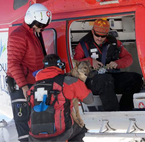 Al Hartmann  |  The Salt Lake Tribune
Pilot and Snowbird Ski Patrolmen load avalanche rescue dog Marty on board rescue helicopter  at the top of the tram at Snowbird Friday November 21.   Unified Police Department presented a multi-agency training to better prepare emergency dispatchers with the winter season and the calls they receive concerning avalanches. They also saw a live demonstration with Life Flight and AirMed helicopters loading avalanche rescue dogs from UDOT and Snowbird Ski Patrol on and off helicopters.