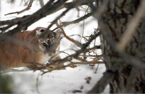 Francisco Kjolseth  |  Tribune file photo
A Colorado man was sentenced to prison after poaching more than 30 mountain lions and bobcats, including several in Utah.