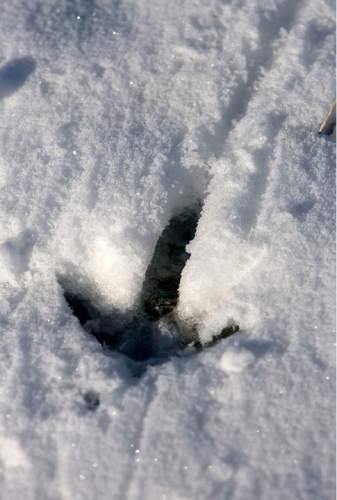 Al Hartmann  |  The Salt Lake Tribune   4/7/2010
Wild turkey track in fresh snow.