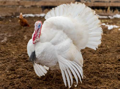 Trent Nelson  |  The Salt Lake Tribune
There are several options when it comes to purchasing a Utah-raised turkey for Thanksgiving.