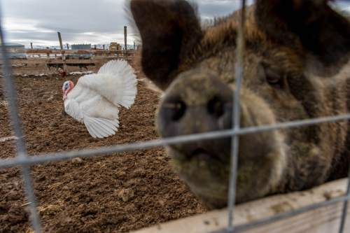 Trent Nelson  |  The Salt Lake Tribune
A midget white turkey, left, at Christiansen Farm, Saturday November 23, 2013 in Vernon.