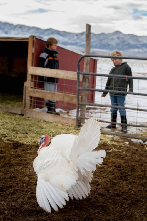 Trent Nelson  |  The Salt Lake Tribune
A midget white turkey at Christiansen Farm, Saturday November 23, 2013 in Vernon.