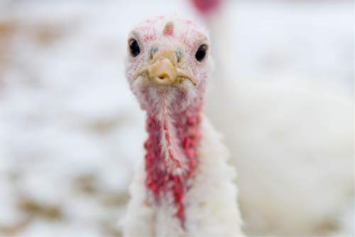 Trent Nelson  |  The Salt Lake Tribune
Utahns have several options when it comes to buying a Utah-raised turkey.