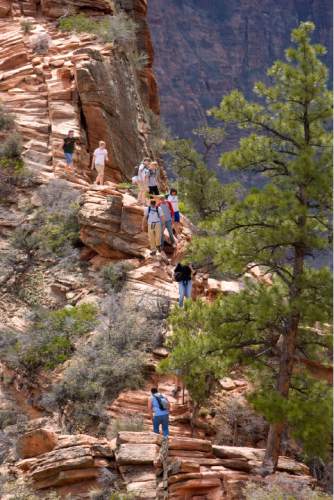 Zion National Park will turn 100 year old  this Summer.  Zion was established as Makuntaweap National Monument on July 31, 1909 by President William Taft.   Hikers pick their ways up and down the Angel's Landing Trail.   It's one of the premier hikes in the park which takes the hiker up  a steep rock spine that climbs to a magnificent view of the Virgin River and Zion Canyon below.  The hikes is not for those with fear of heights.  An anchor chain is embedded in the rock in steep places along the trail that hikers can grab onto for safety.   Al Hartmann/The Salt Lake Tribune     3/25/2009